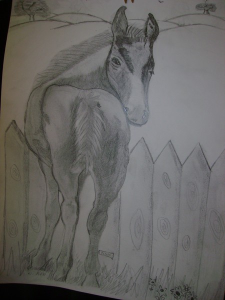 My horse series