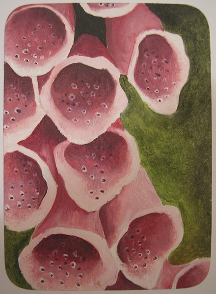 foxglove - ACEO original - oil on paper