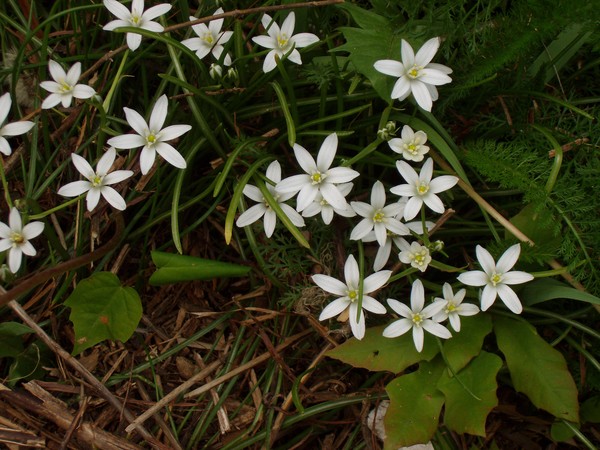 Wildflowers