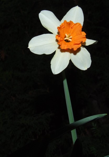 Flower In The Dark