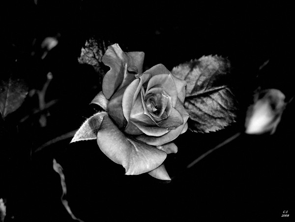 Rose of Steel