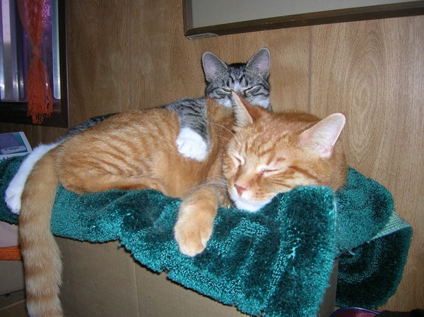 Best Friends