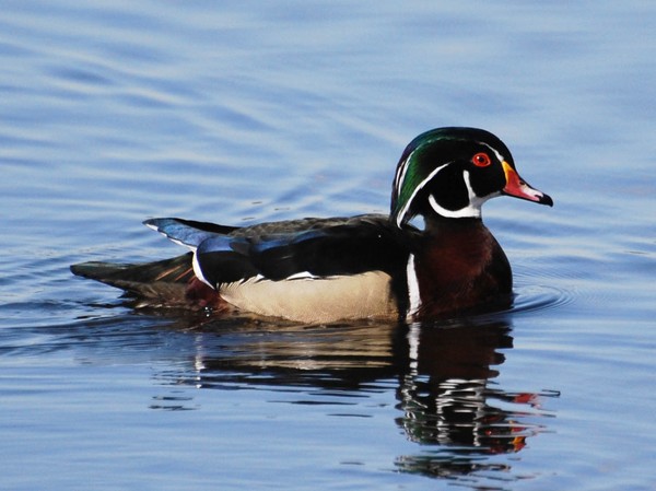 How much wood can a wood duck chuck?