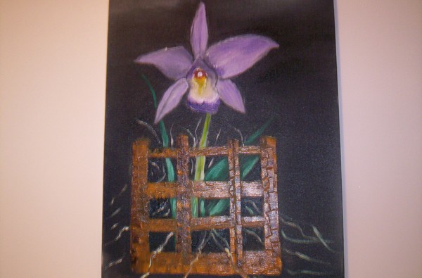 Orchid captured