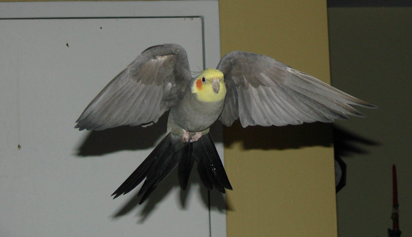 cockatiel in flight