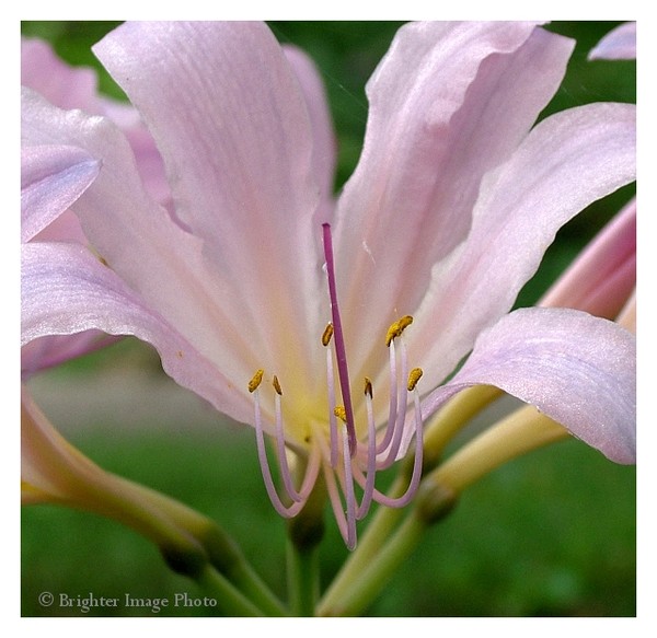 BellaDonna Lilly