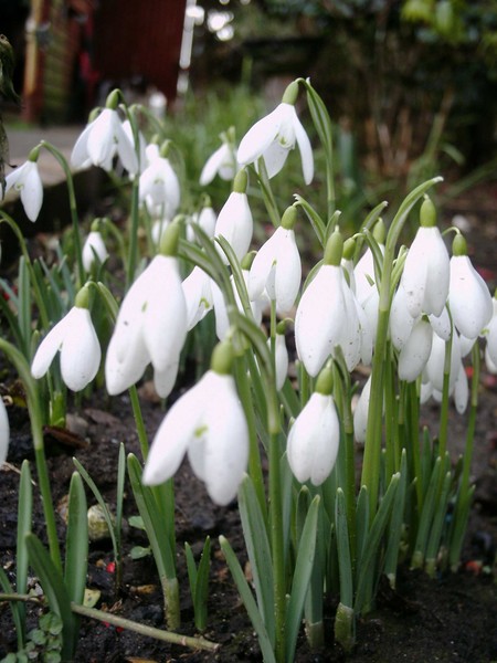 first sign of spring