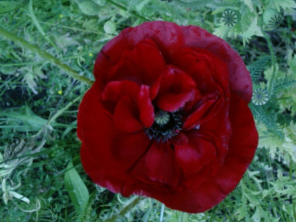 my favourite wild flower