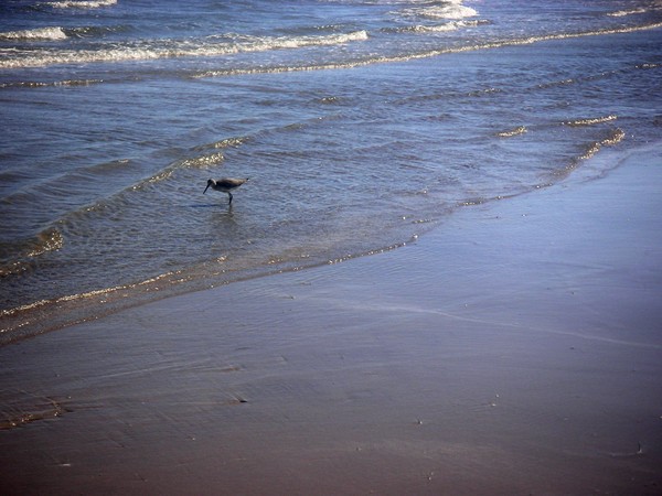 Being One With The Gulf - Spotting