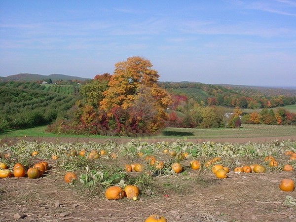 Pumpkins