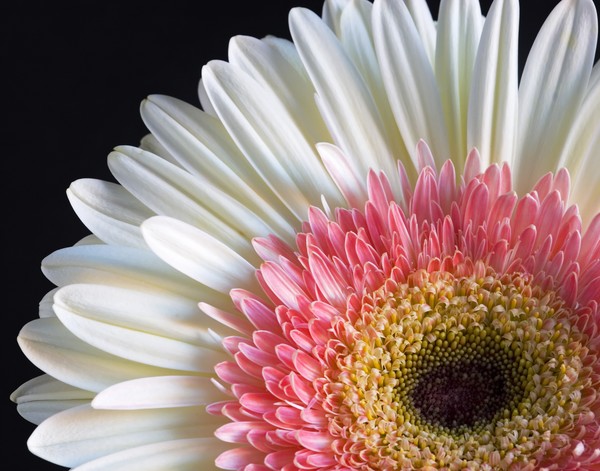 Gerbera Close Up