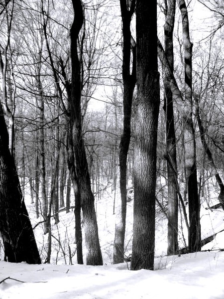 snow and trees