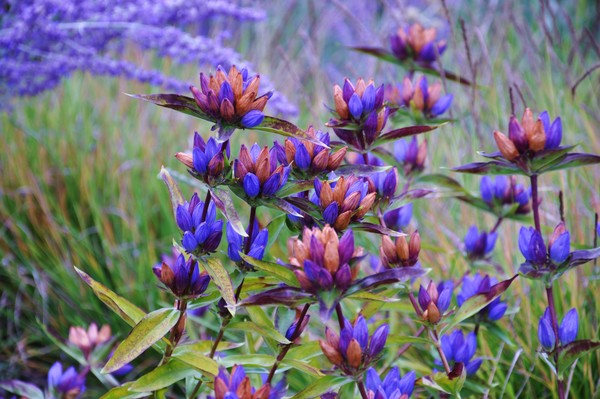 violets and blues