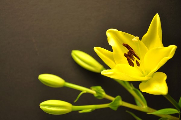 yellow in black