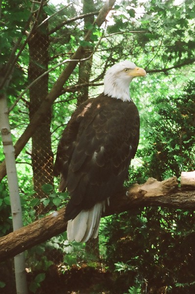 Our National Bird