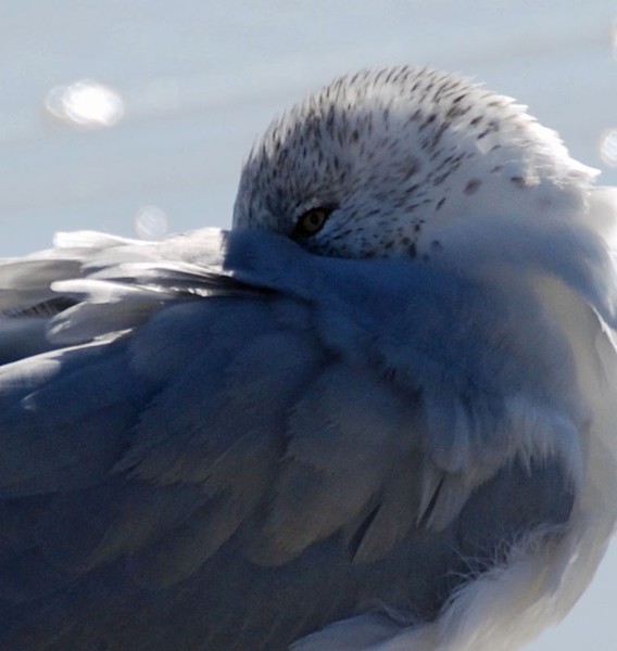 Shy Seagull