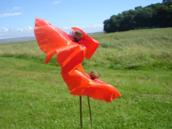 Dancing against the wind!