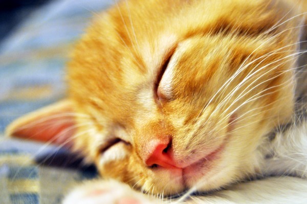 Little Sweet