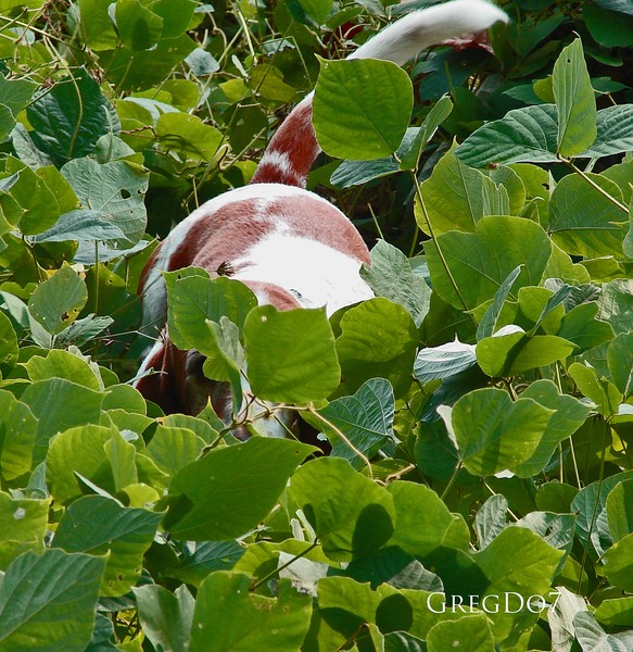  I'm invisible! (or) 