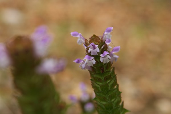 Its a Flower