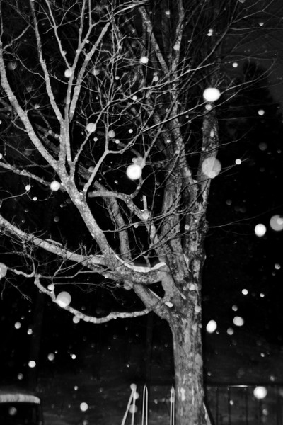Winter Tree