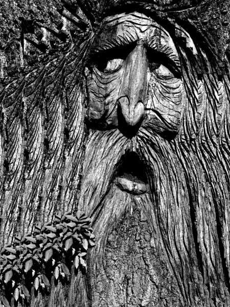 Face in the Tree All Over Again