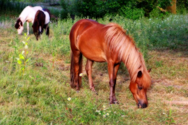 Icelandic Ponies-1881 