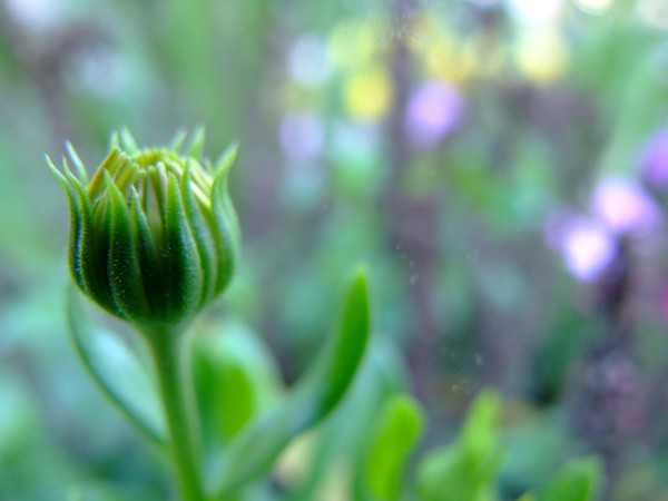 Beautiful bud