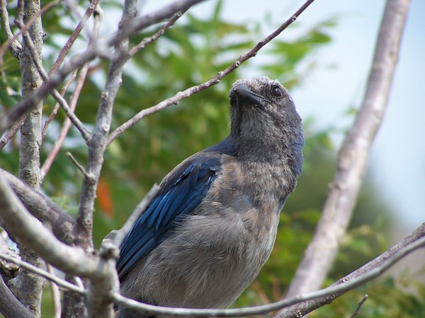 Florida Scrub Jay