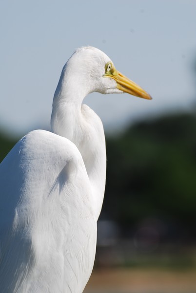 Egret Profile