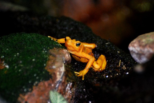 Yellow poison dart frog