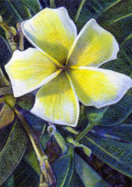 FrangiPani ACEO