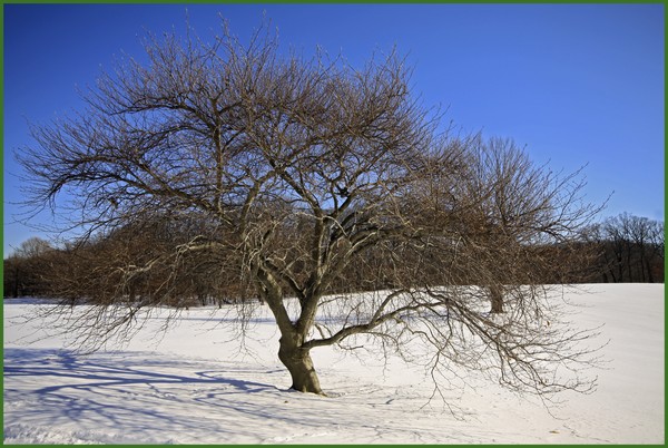SPRING WILL COME