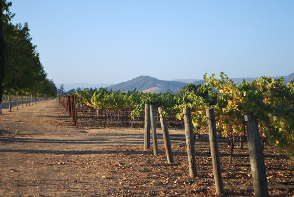 The Vineyards of Sonoma