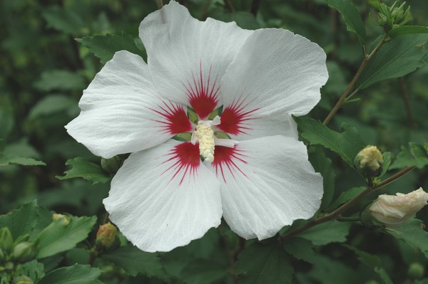 Rose of Sharon