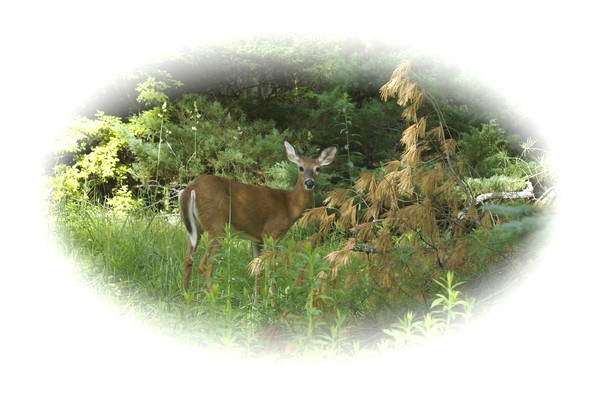 White Tail in Summer