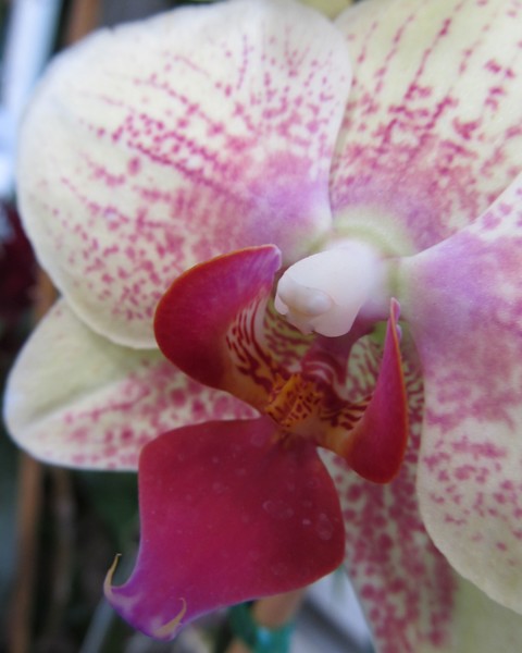 Orchid