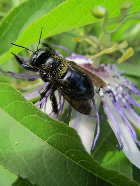 Bee