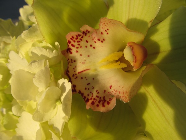 Orchid