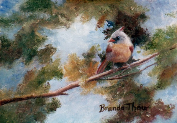 Baby Cardinal