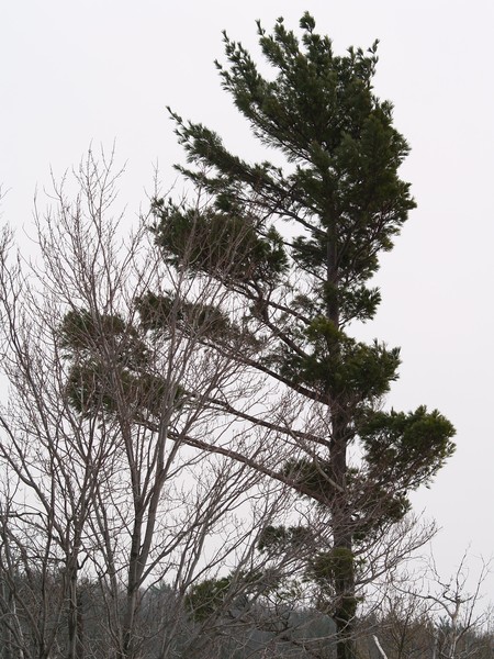 Twisted Tree