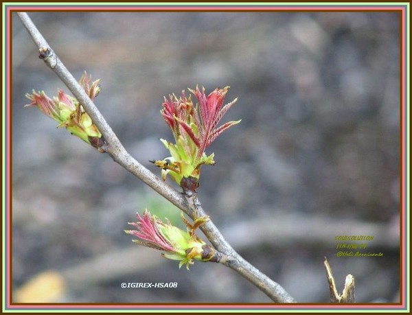 2008-2009-soulsolution series..nature