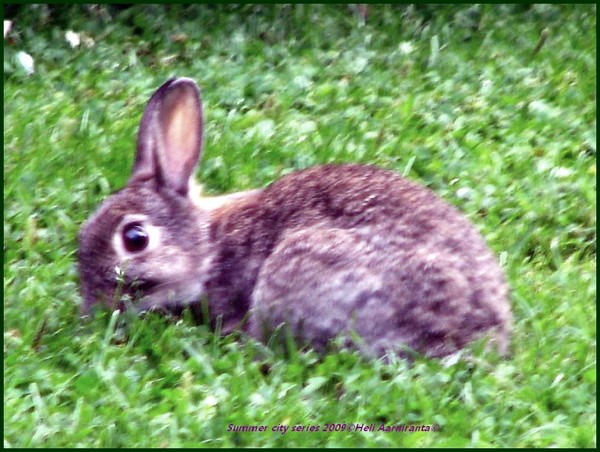 city rabbit's 2009