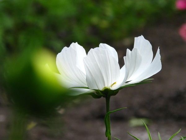 FLORAS SERIES/WHITE: