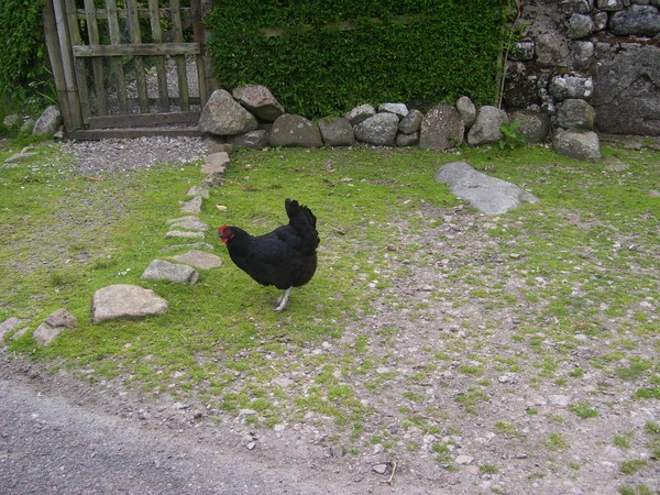 Chicken Soup