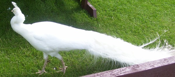 White Peacock