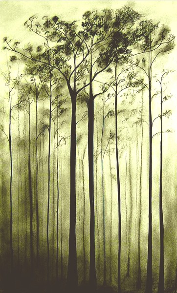 Misty Forest