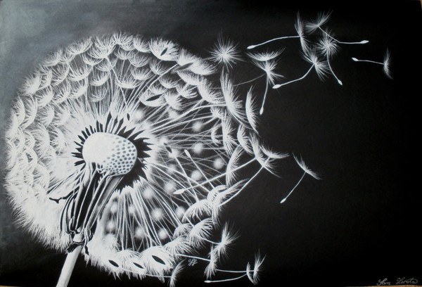 Taraxacum dandelion