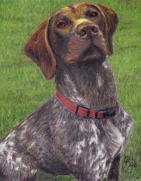 German Pointer 