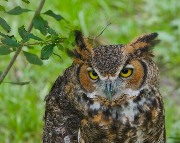 Great Horned Owl
